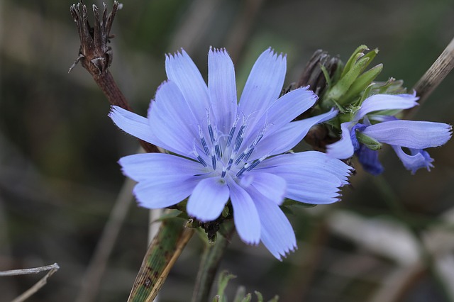 Set Rimedi Floreali - 40 pezzi ( 38 fiori + 2 recovery remedy) - Ainsworth - immagine 3