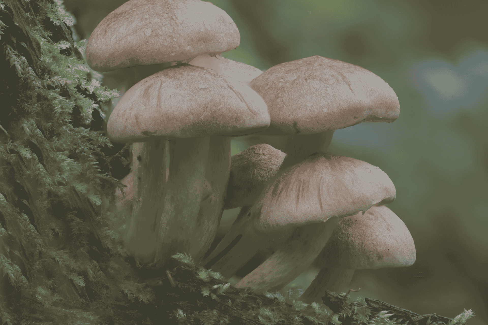 micoterapia funghi medicinali