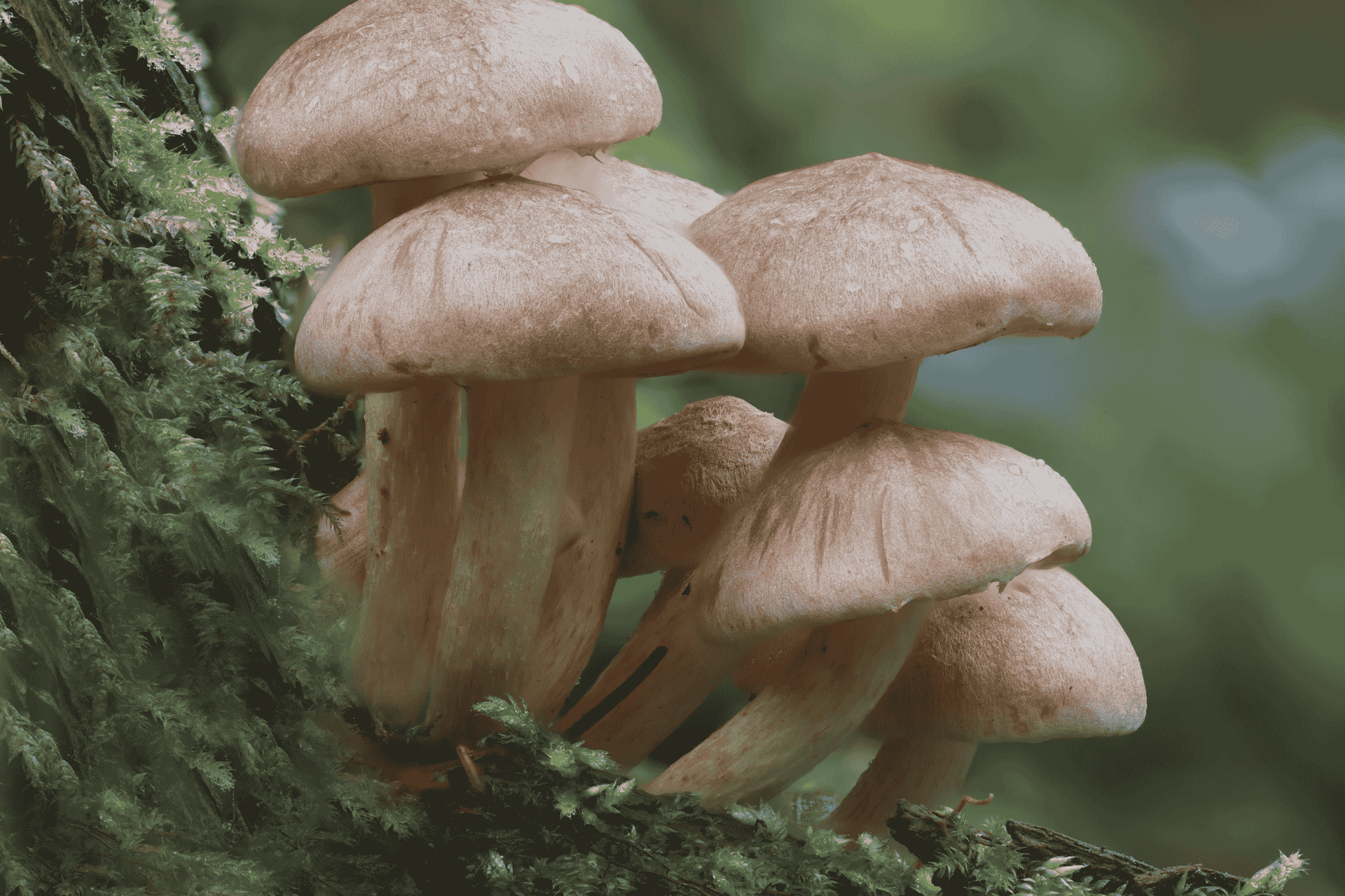 funghi medicinali